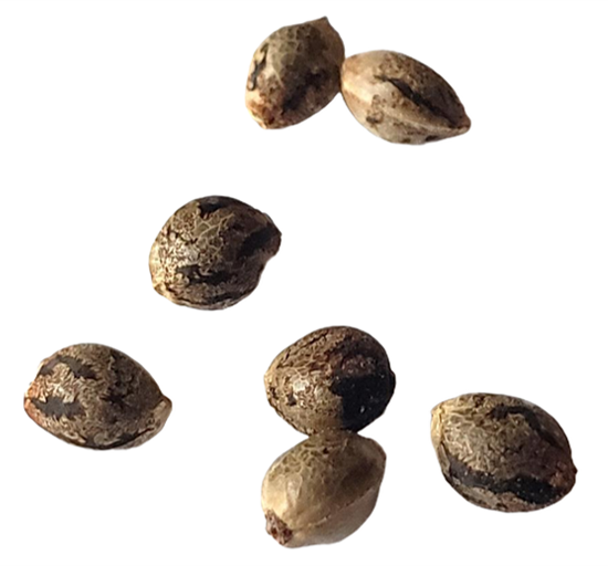 Seeds